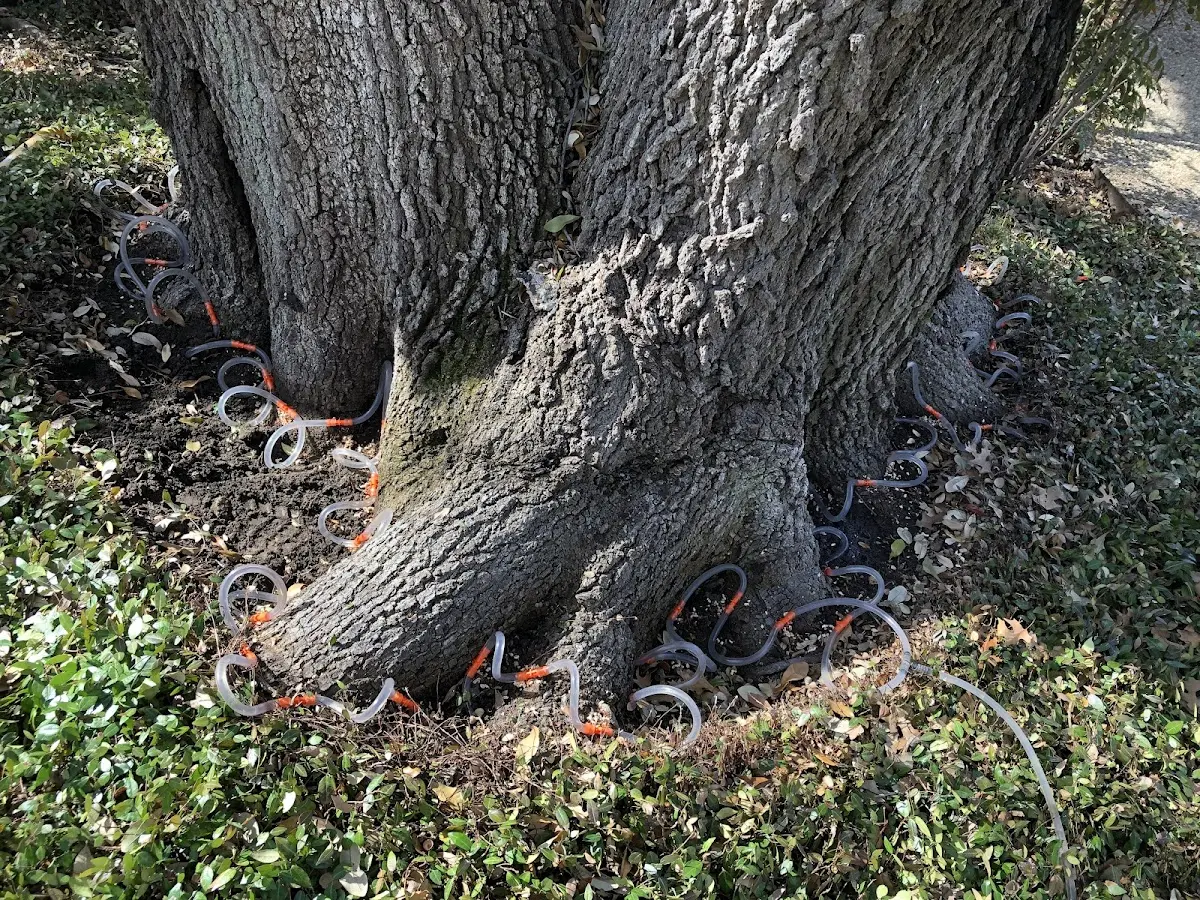 Detailed Tree Cabling and Bracing job site in Blakeslee