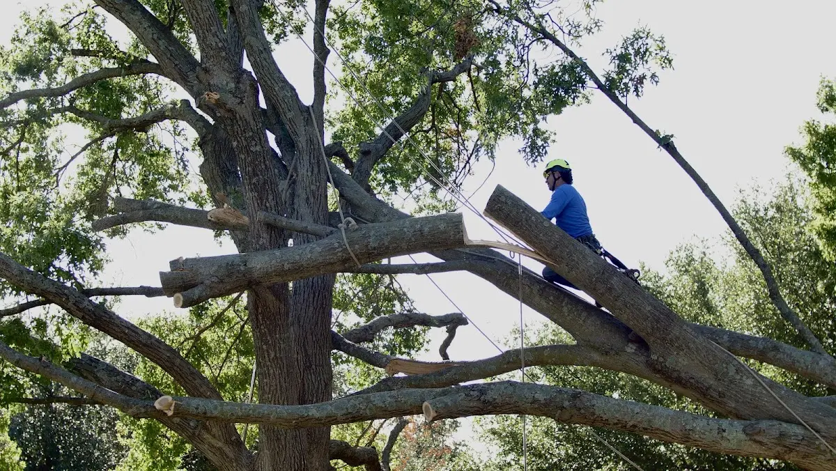 Professional Crown Thinning performed by certified arborists in Blakeslee