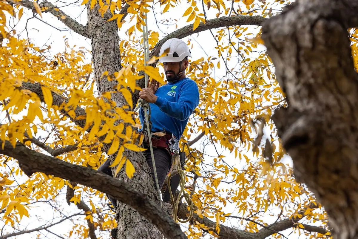 Skilled Tree Planing crew working in Blakeslee