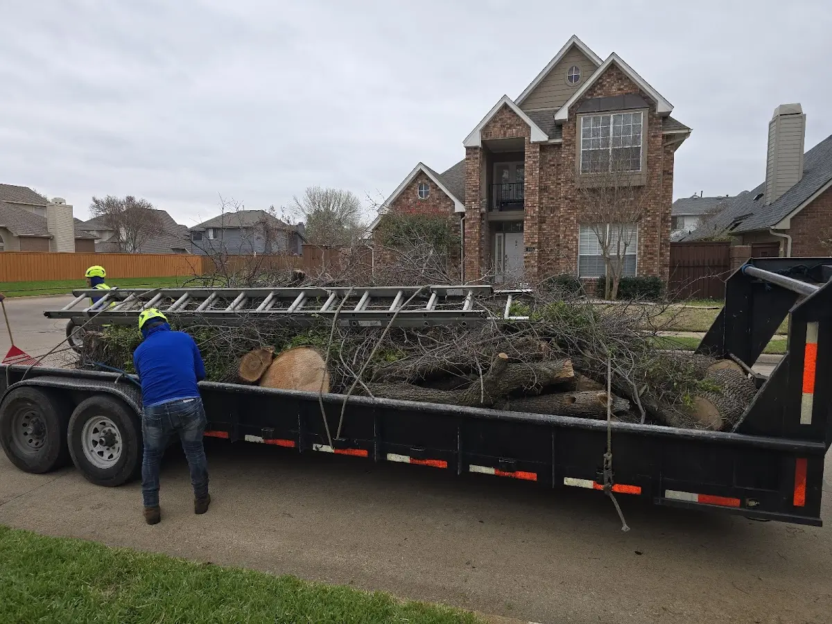 Expert Tree Removal with proper safety equipment in Blakeslee